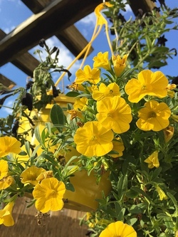 Makramee Mini-Blumenampel