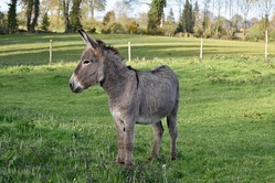 Eseltrekking 2 – mit den Eseln durch Wald und Feld