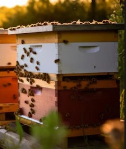 Erlebe die Welt der fleißigen Bienen