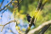 "Amsel, Drossel, Fink und Star; und die ganze Kinderschar" – Singen im Naturgarten