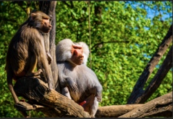 Zoo Augsburg