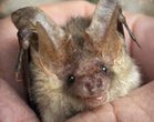 Zu Besuch bei den Fledermäusen