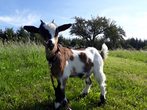 ZiegenYoga auf der PINI-Ranch