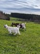 ZiegenYoga auf der PINI-Ranch