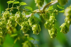 Vorlesespaß im Hopfen-Entdecker-Garten
