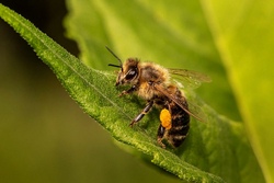 Ein Tag bei den Bienen