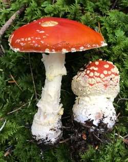 Waldrunde für Kinder - Schwammerl, Bäume, Kräuter, Tiere