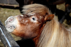 Pony-Erlebnistag