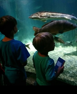 Sea Life - faszinierende Unterwasserwelt