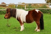 Ponyclub mit Elena Berger