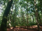 Spiel und Spaß im Sommerwald - 2