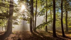 Wald-Kunst & Wipfel-Glück