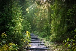 Walking am Morgen