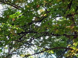 Lasst uns gemeinsam den Wald erkunden!