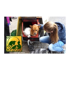 Tierschutzworkshop Tiere lieben und beschützen. Weil du es kannst!
