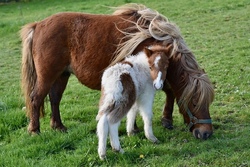 Pony Erlebnistag