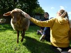 Feste Schaf/Ziegengruppe Anmeldung ab Montag 27.7 möglich