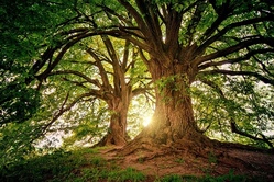 Natur entdecken – unseren Wald erkunden