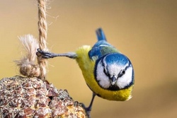 Herbstwerkstatt - Vogelfutter selbst herstellen