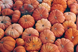 Herbstküche: Alles rund um den Kürbis