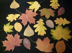 Herbstbasteln in der Stadtbücherei