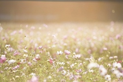 Ferienfreu(n)de - Sommer 3