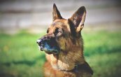 Besuch beim Schäferhundeverein
