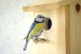 Vögel willkommen: Wir bauen Nistkästen!