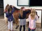 Umgang mit dem Pferd und Pony