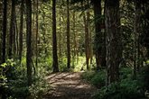 Mit dem Förster durch den Wald