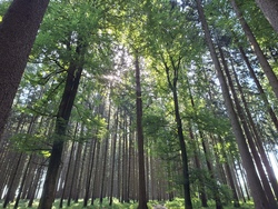 Nachtakrobaten im Wald entdecken!
