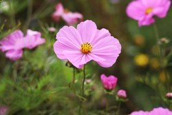 Flower Power - Kreatives Spiel und Spaß mit Blüte, Blatt und Gras