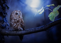Auf der Suche nach den Tieren der Nacht!