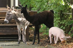 Besuch Tierpark Ströhen