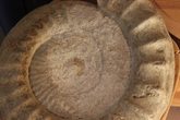 ABGESAGT- Von Dinosauriern, Urpferdchen und Mammutjäger