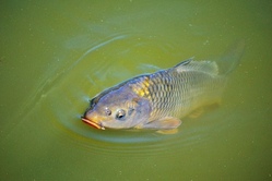 Schnupperfischen II