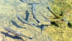 Schnupperfischen III