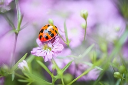 Nützliches aus dem Garten - ABGESAGT