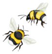 Das Leben der Bienen - Wie Honig entsteht