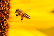 Besuch beim Imker und seinen Bienen 
