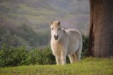 Ponyschatzsuche