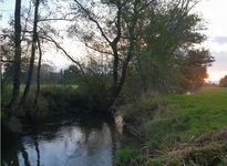 Der M&uuml;hlbach - Leben am und im Wasser!