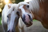 Ponykids 2