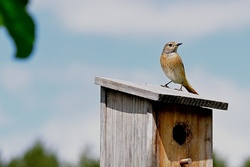 Bau von Futterstellen für einheimische Vögel