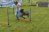 Respektvoller & verantwortungsbewusster Umgang mit dem Hund