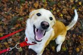 BRK Hundestaffel