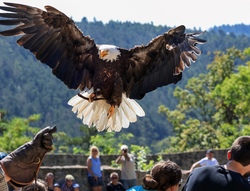 Ausflug zum Greifvogelpark Menter in Burgau