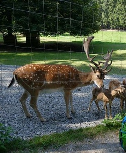 Ausflug zum Wildpark Neukirch