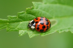 Rangerworkshop: Marienk&auml;fer Franz sucht seine Punkte