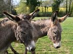 Tierpark Arche Warder